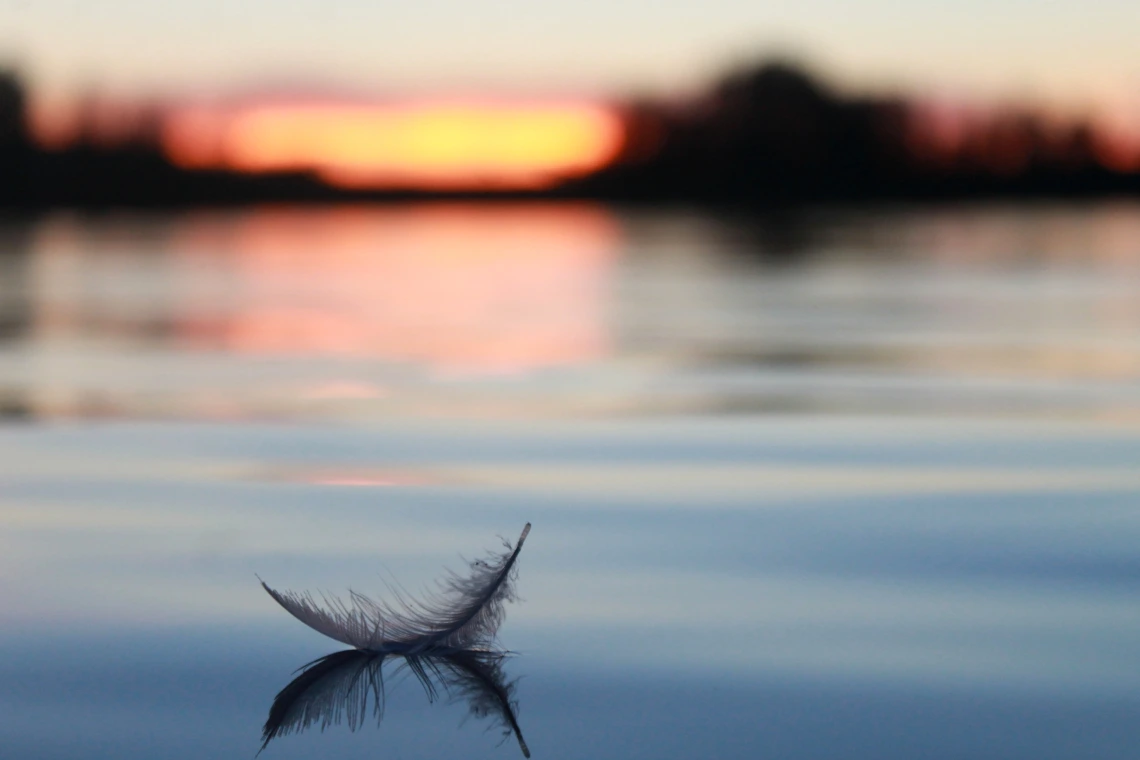 Feather floating on a pond