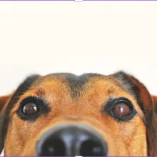 A dog's face close up 